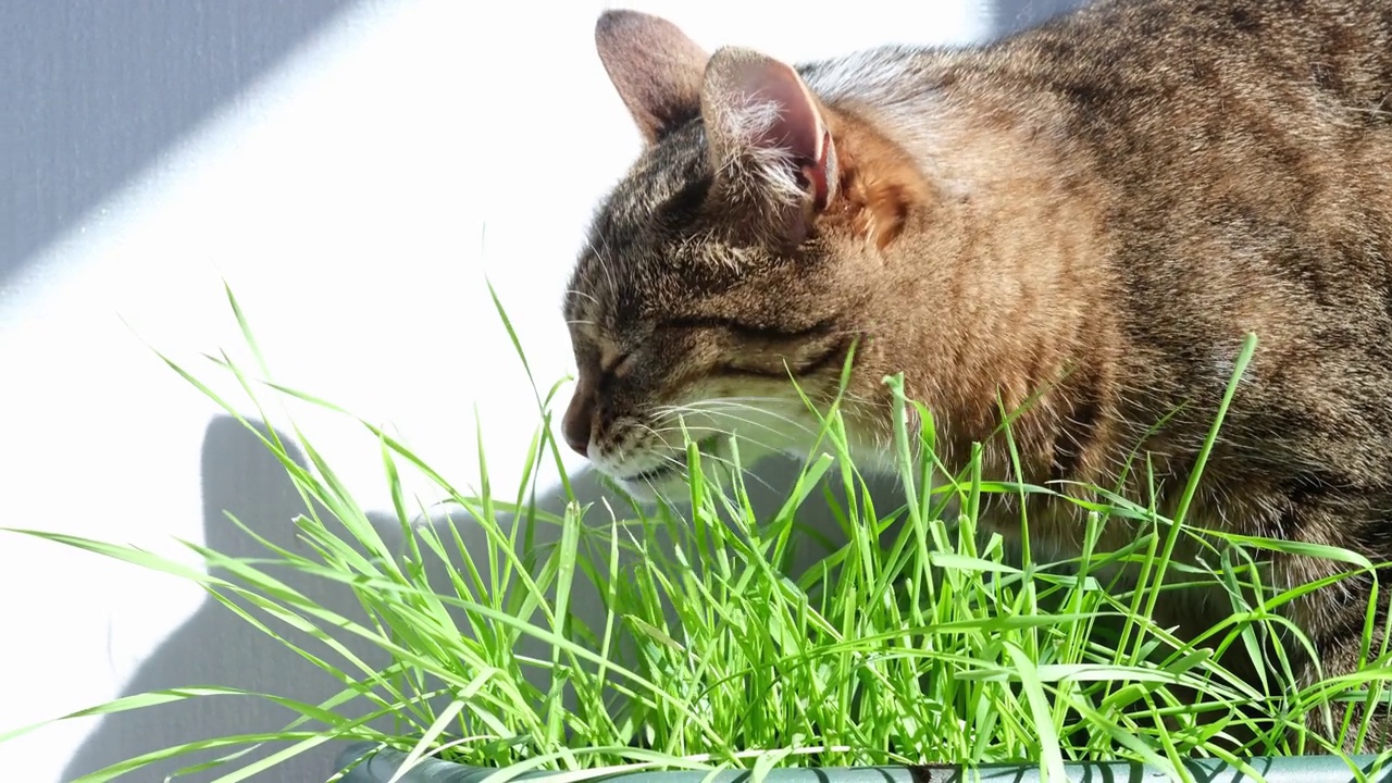 条纹家猫在家里嚼绿草，宠物的健康食品。视频素材