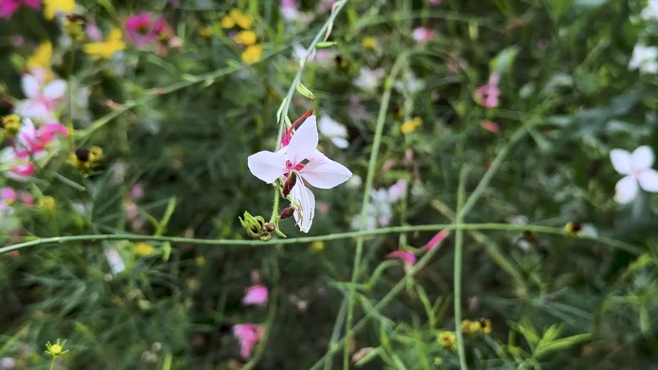 特写:小的粉红色野花视频下载