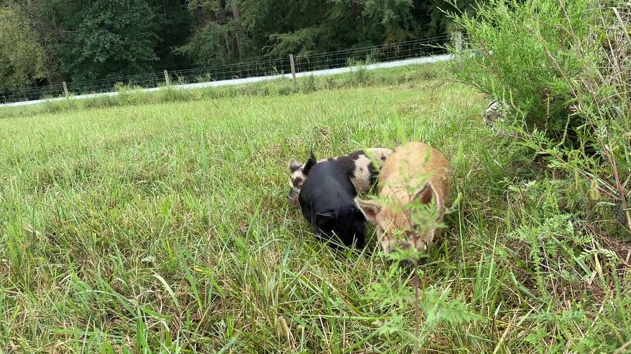 4头自由放养的Kunekune猪在长满绿草的牧场上散步的低角度照片。一个人停下来对着镜头打招呼视频下载