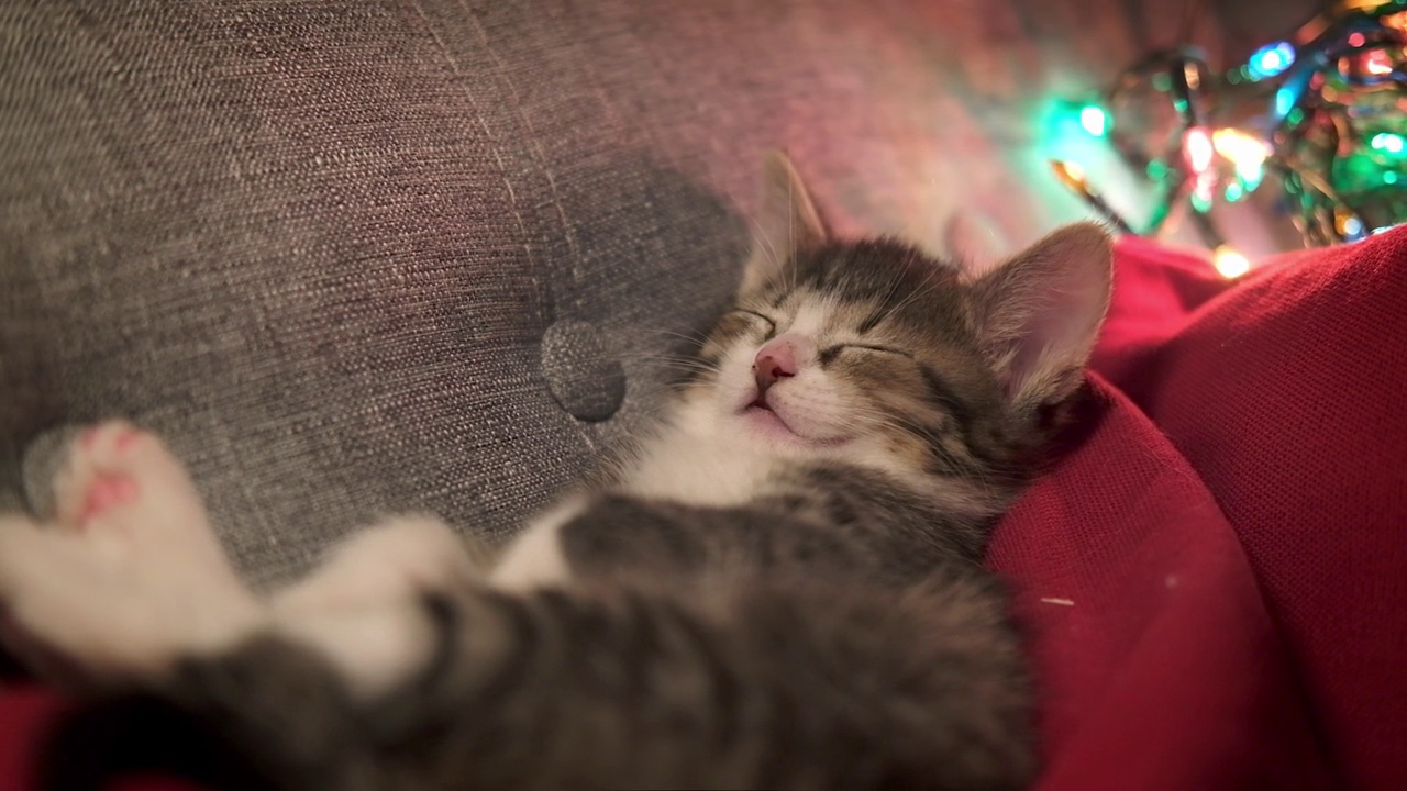 圣诞节的猫。可爱的小条纹小猫在节日背景下睡觉。圣诞彩灯小猫视频下载