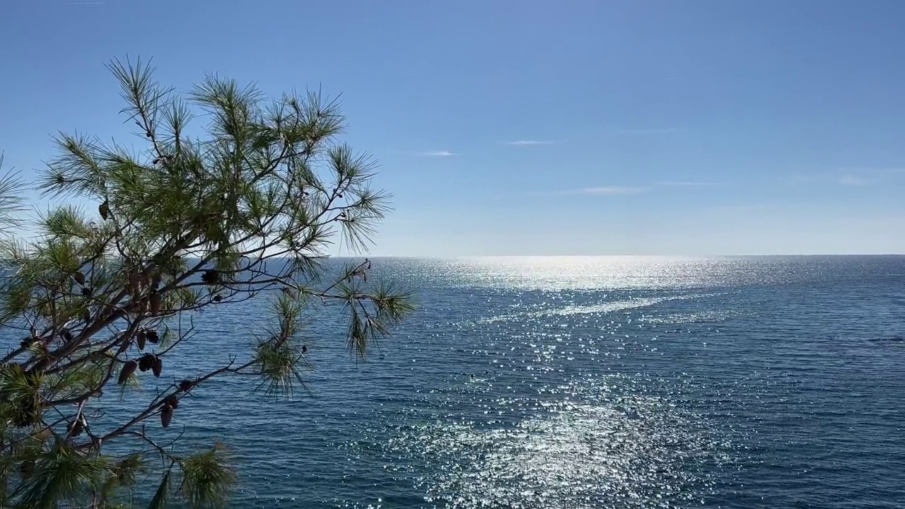 夏天海边的松树。视频素材