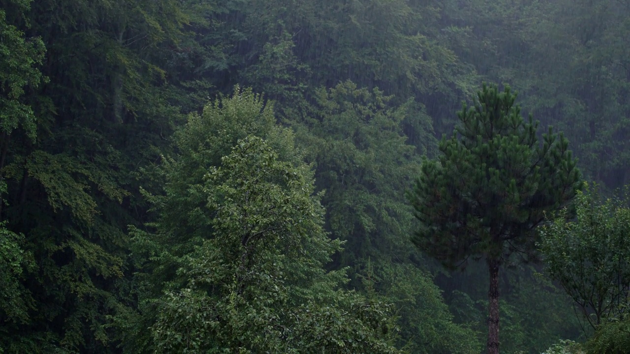 强降雨林木视频素材