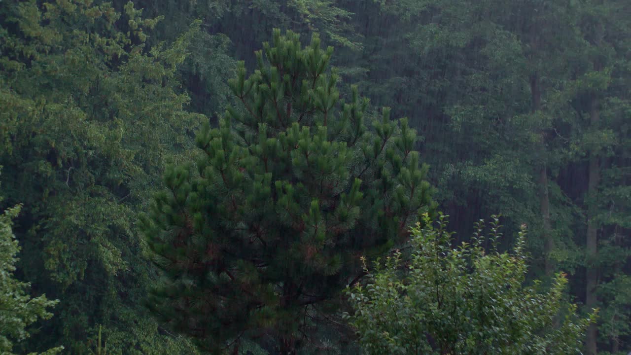 强降雨林木视频下载