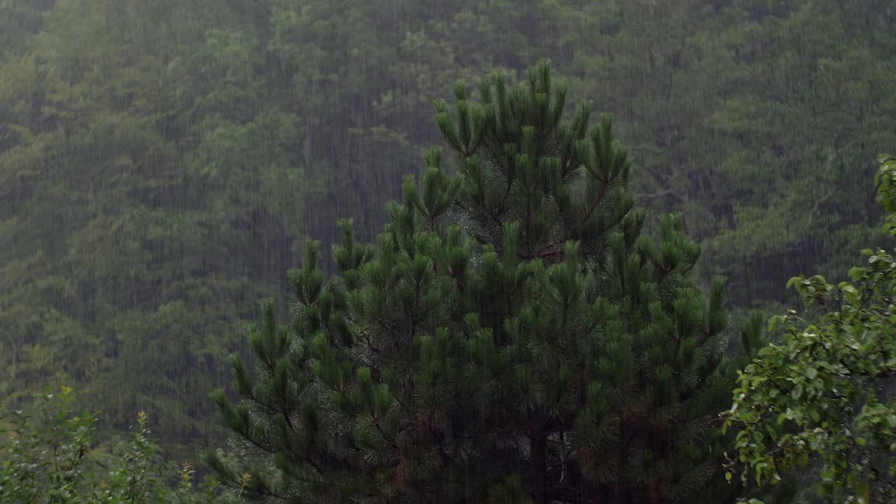 强降雨林木视频素材