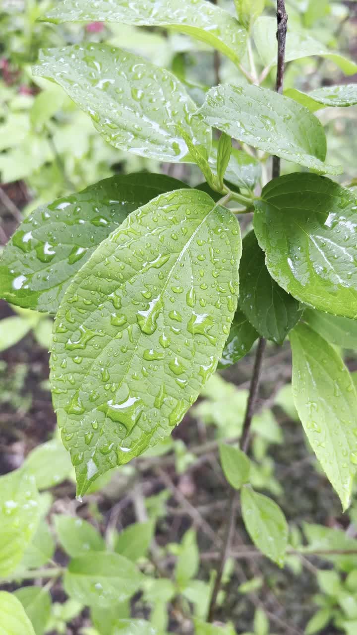 雨滴落在绿叶上视频下载