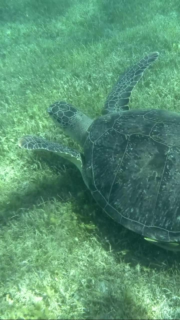 绿海龟在覆盖着绿海草的海底游泳的俯视图视频素材