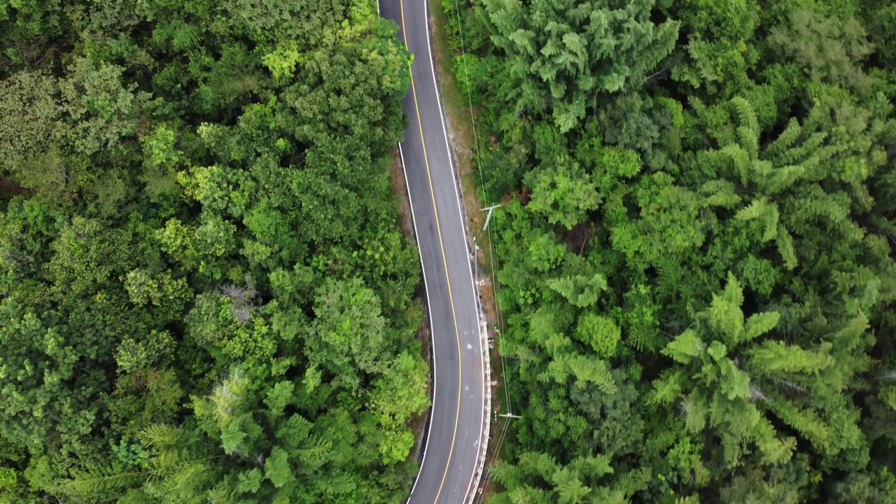 森林中道路的鸟瞰图视频下载