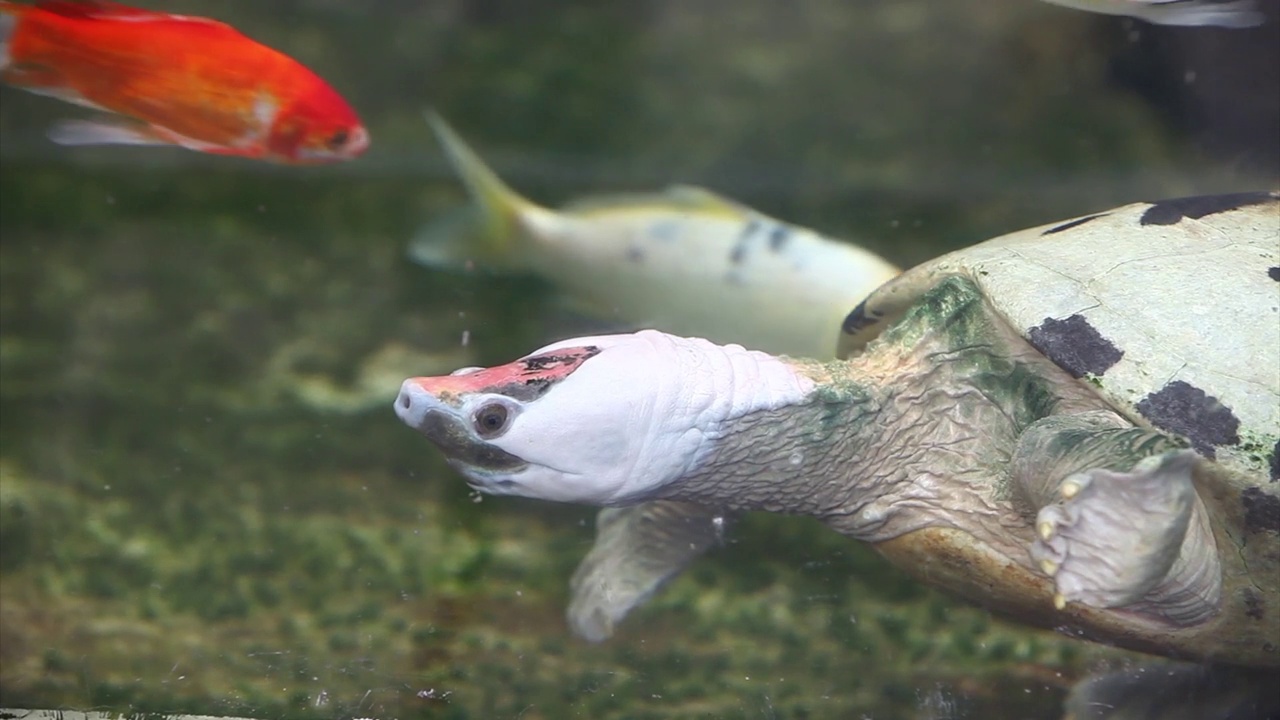 彩龟或锯爪龟(Batagur borneoensis)视频下载