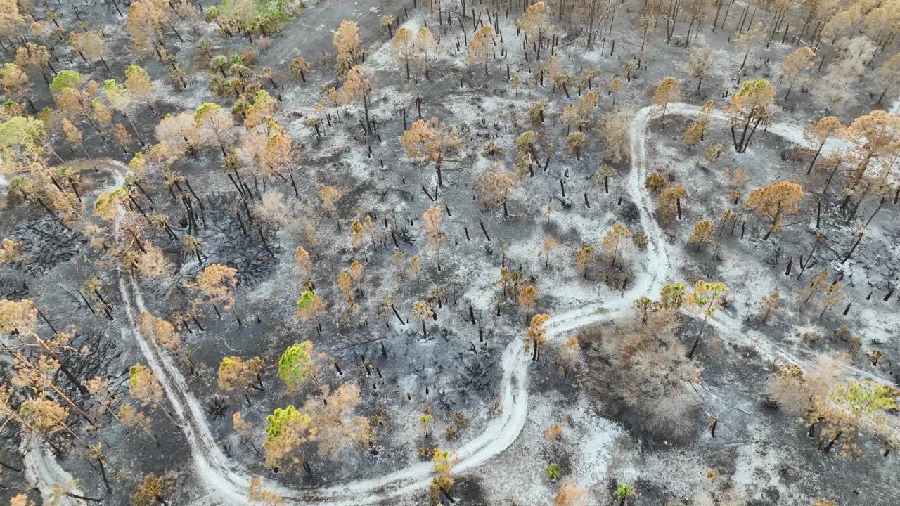 森林大火摧毁了佛罗里达的丛林森林，黑色的死植被被烧毁。地面覆盖着一层灰。自然灾害概念视频素材