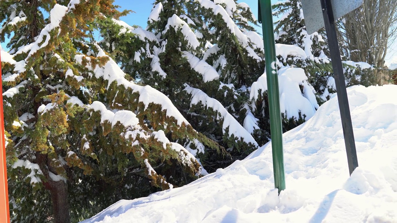 雪景全景，树木随雪堆积，苍松在阳光明媚的日子里。视频素材