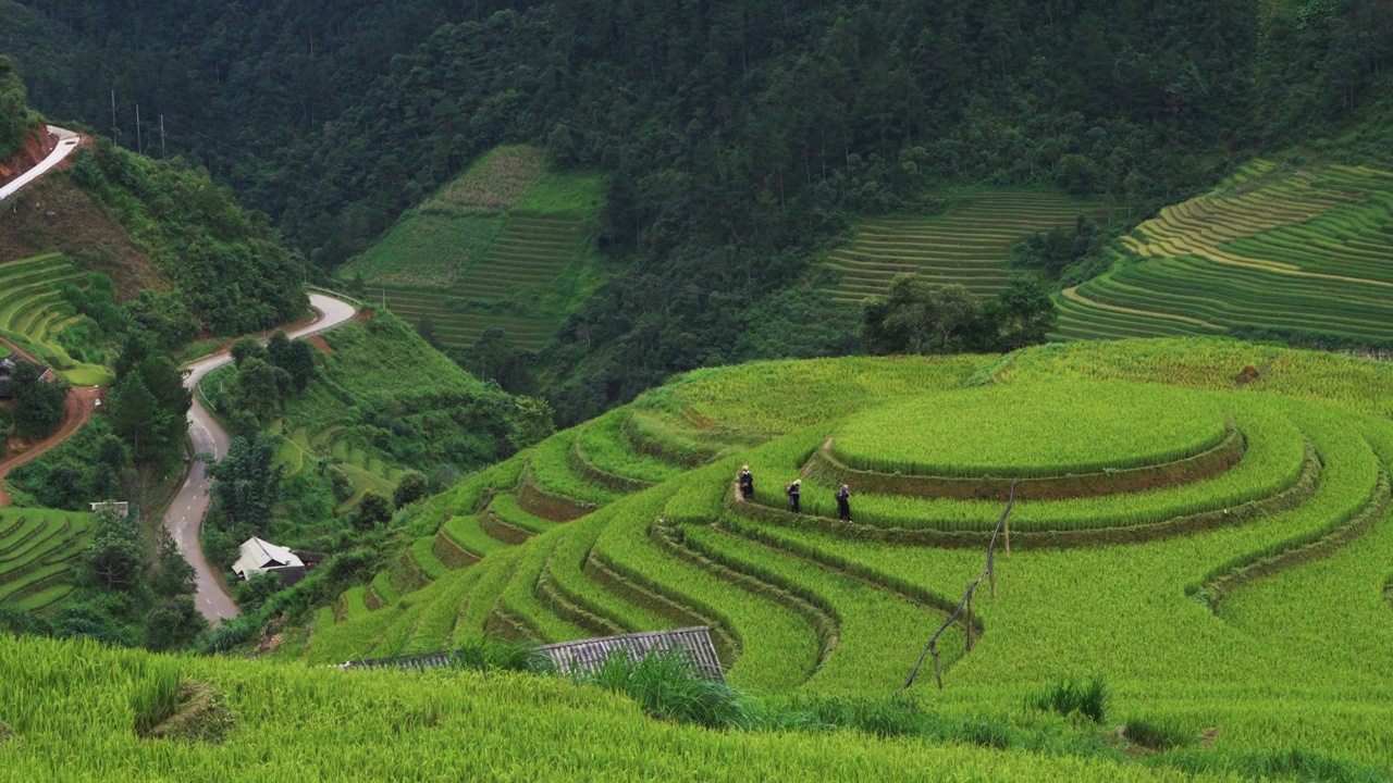 稻田梯田，山坡全景，山上种植水稻视频素材