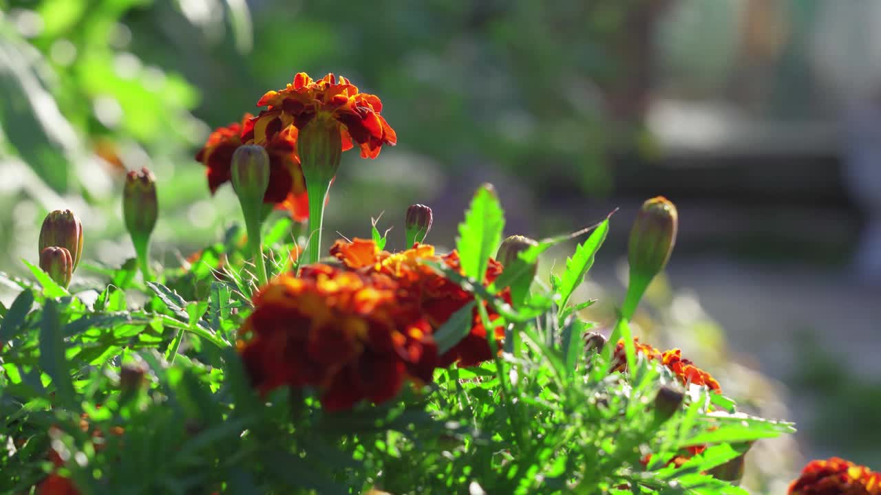 金盏花。万寿菊，墨西哥金盏花，阿兹特克金盏花，非洲金盏花视频素材