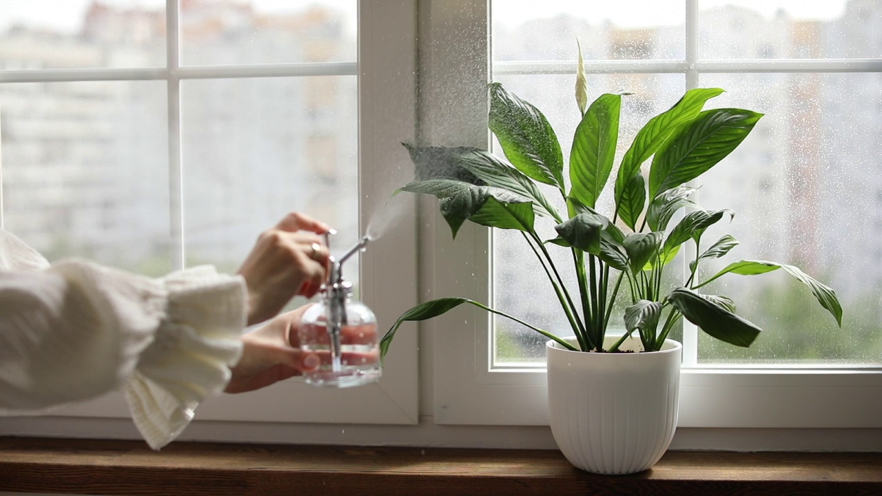 照顾室内植物视频素材