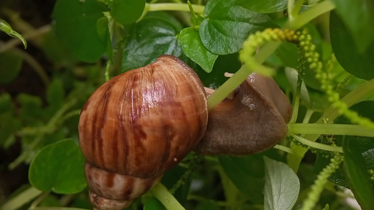 蜗牛在绿树枝上移动(lisachatina fulica)视频素材