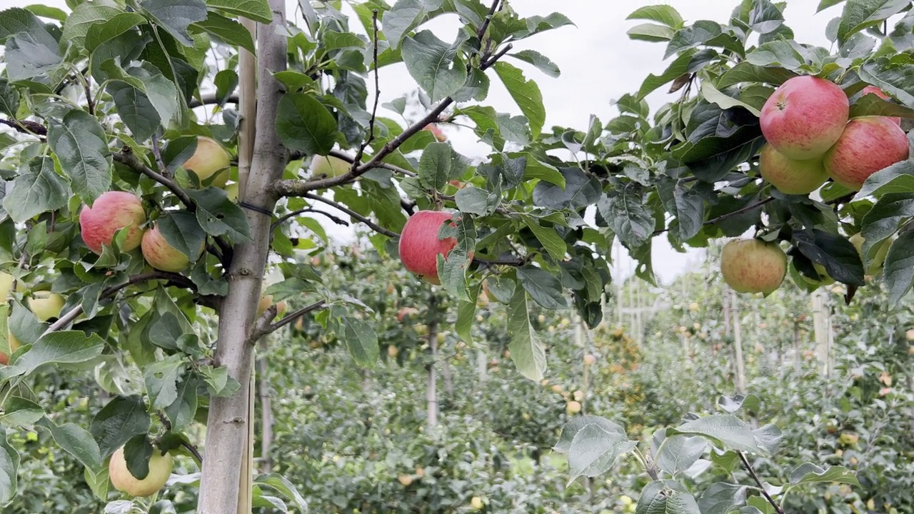 树上的红苹果准备收割了。苹果园里成熟的红苹果。视频素材