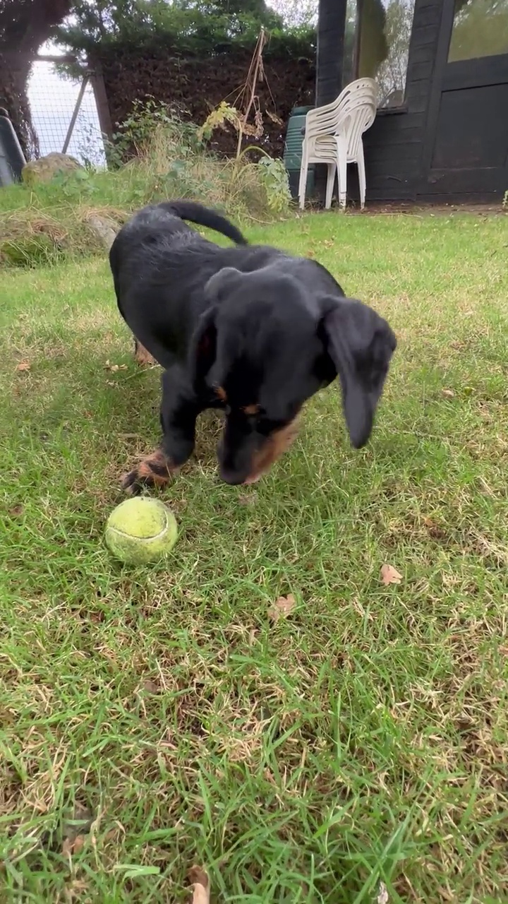 达克斯猎犬视频素材