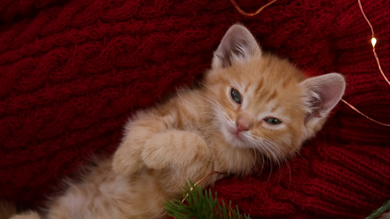 圣诞节前在红色灯光下睡觉的姜黄色小猫。橘红色的猫快乐的梦想。假期和放松视频素材