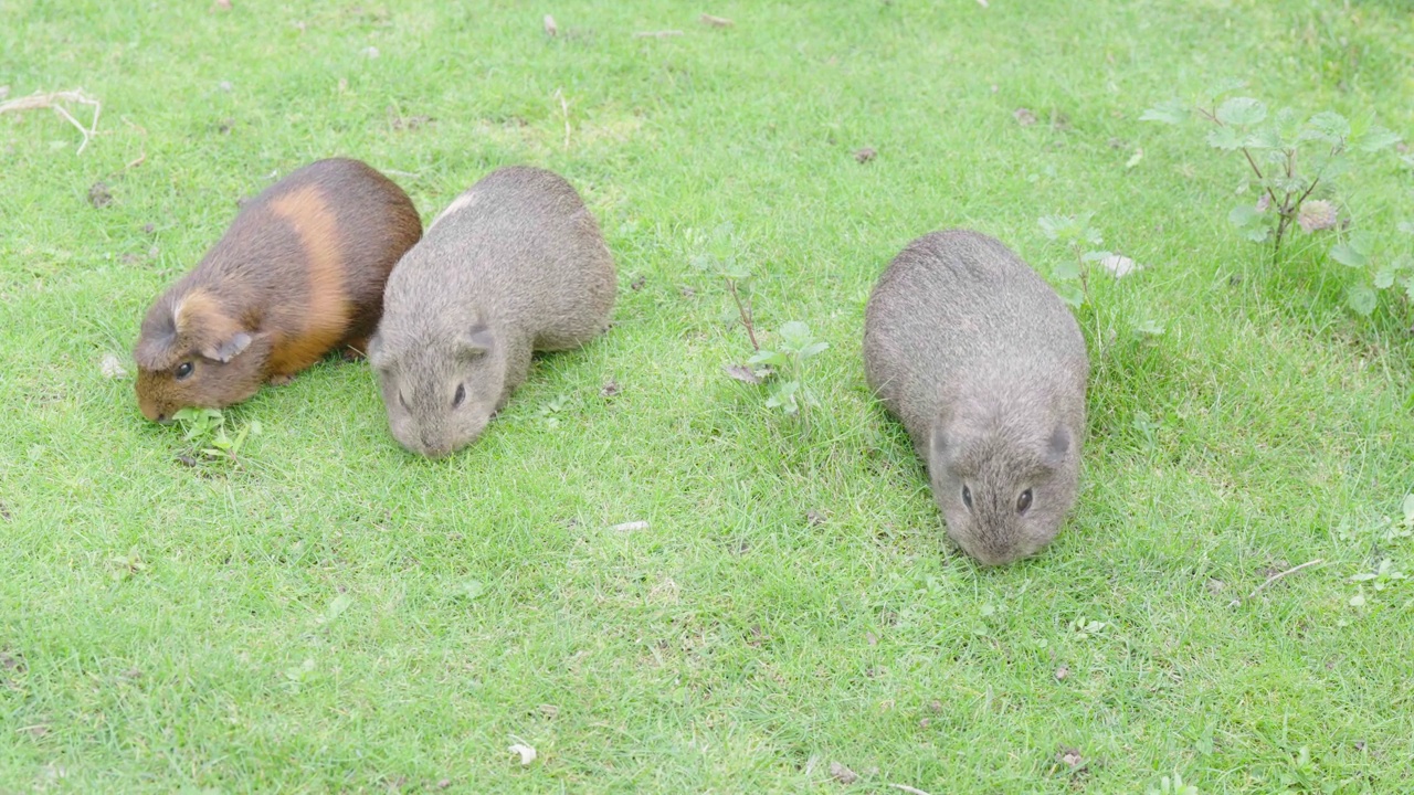 三只豚鼠(Cavia porcellus)在花园自由自在地吃草视频素材