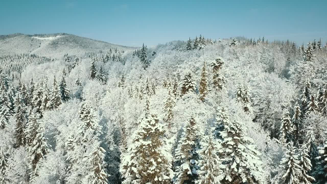 无人机拍摄白雪覆盖的树木，冬季大自然美丽的欧洲鸟瞰松林山，季节旅行白色冰封的大自然田园诗视频素材