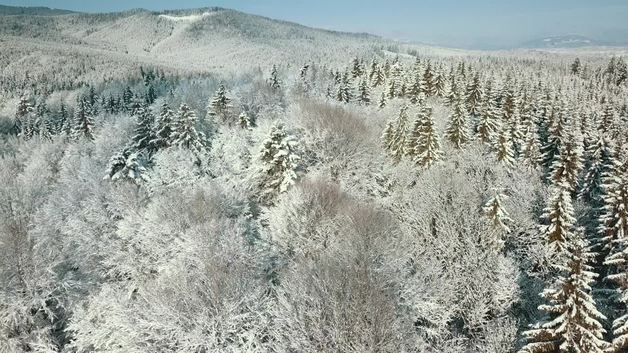 无人机拍摄白雪覆盖的树木，冬季大自然美丽的欧洲鸟瞰松林山，季节旅行白色冰封的大自然田园诗视频素材