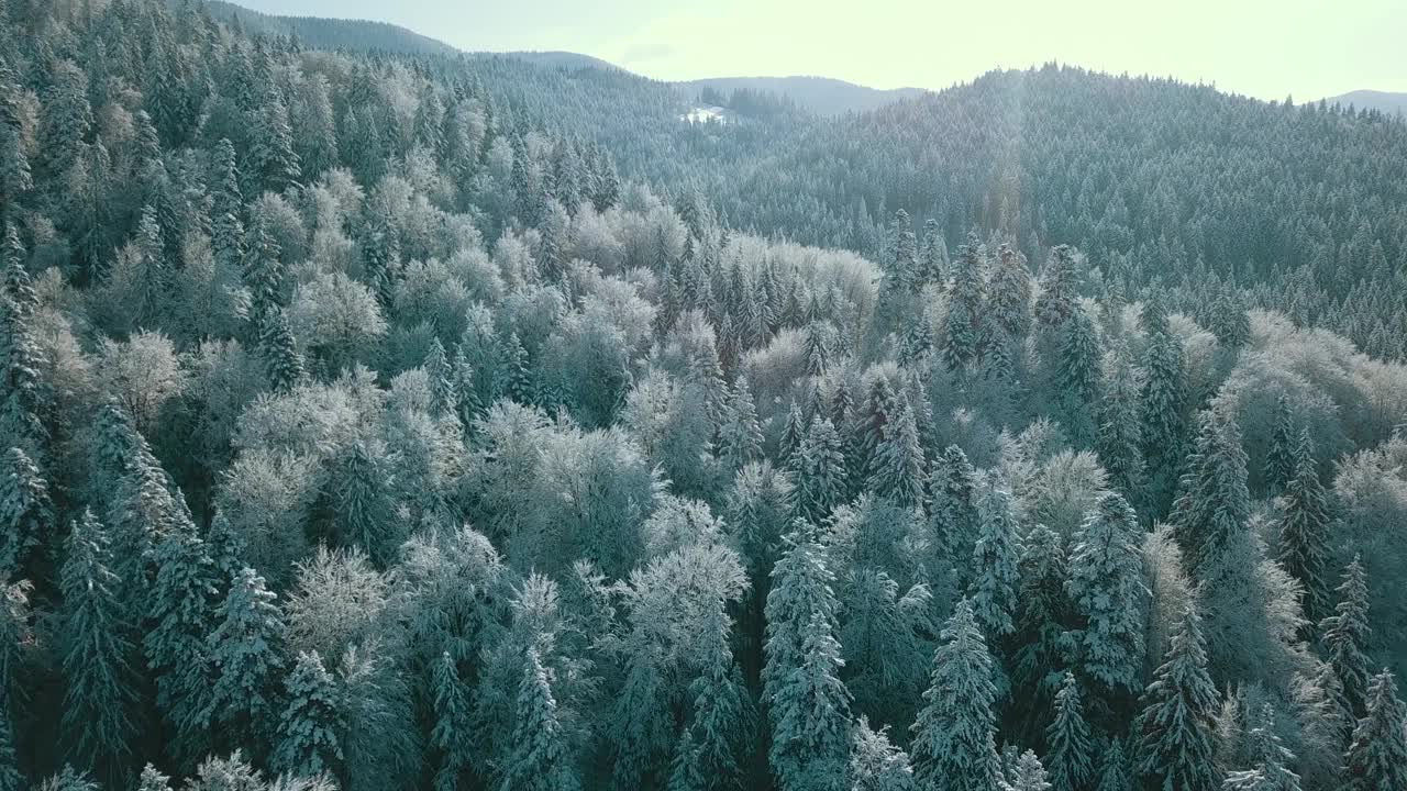 无人机拍摄白雪覆盖的树木，冬季大自然美丽的欧洲鸟瞰松林山，季节旅行白色冰封的大自然田园诗视频素材