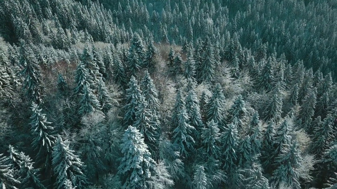 无人机拍摄白雪覆盖的树木，冬季大自然美丽的欧洲鸟瞰松林山，季节旅行白色冰封的大自然田园诗视频素材