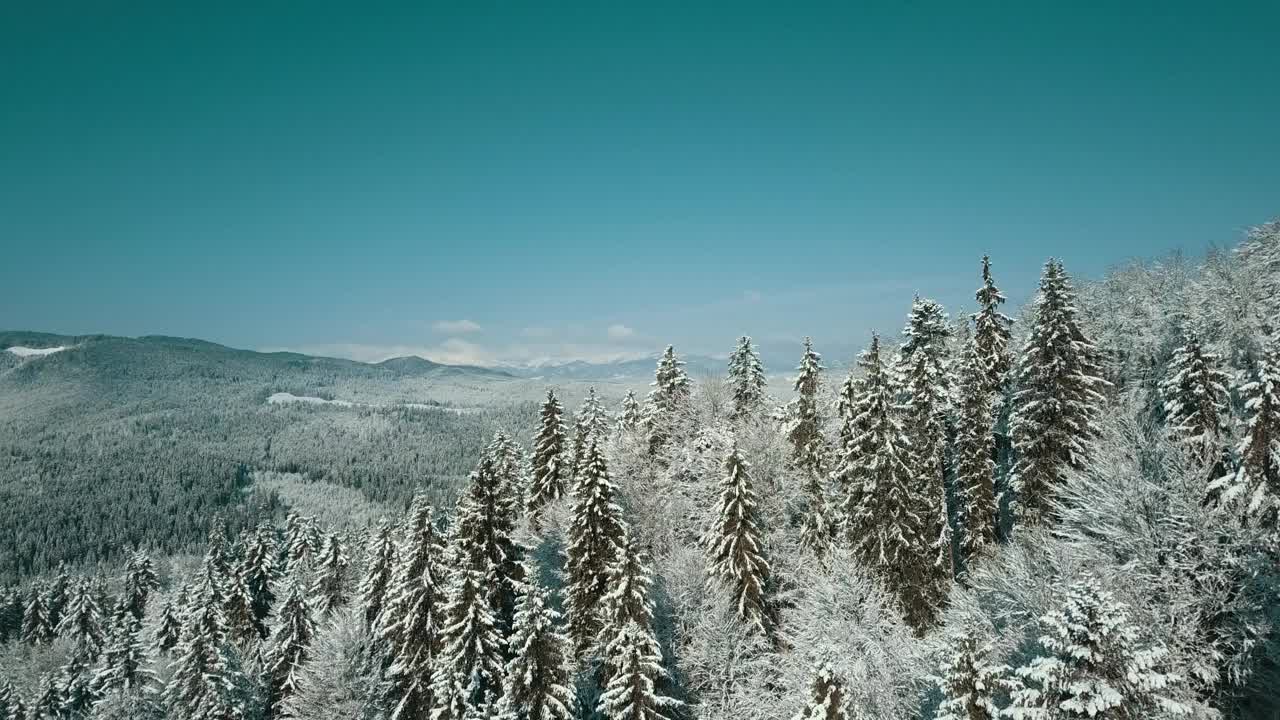 无人机拍摄白雪覆盖的树木，冬季大自然美丽的欧洲鸟瞰松林山，季节旅行白色冰封的大自然田园诗视频素材