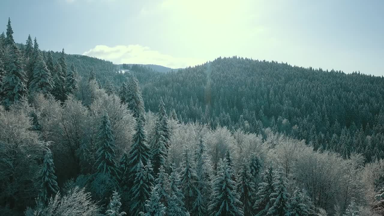 无人机拍摄白雪覆盖的树木，冬季大自然美丽的欧洲鸟瞰松林山，季节旅行白色冰封的大自然田园诗视频素材