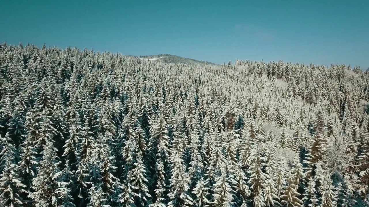 无人机拍摄白雪覆盖的树木，冬季大自然美丽的欧洲鸟瞰松林山，季节旅行白色冰封的大自然田园诗视频素材