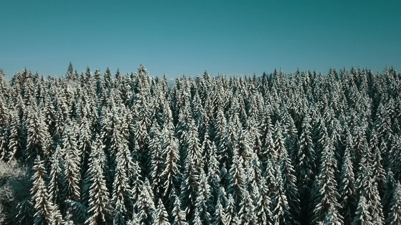 无人机拍摄白雪覆盖的树木，冬季大自然美丽的欧洲鸟瞰松林山，季节旅行白色冰封的大自然田园诗视频素材