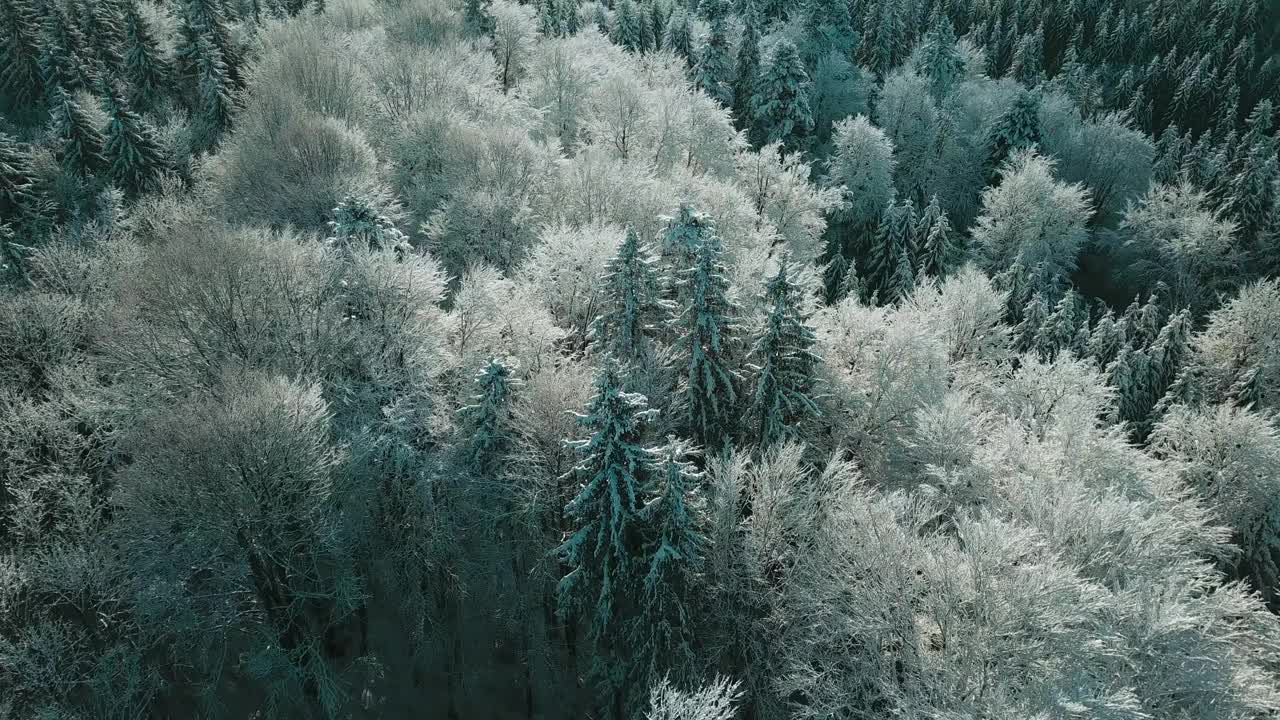 无人机拍摄白雪覆盖的树木，冬季大自然美丽的欧洲鸟瞰松林山，季节旅行白色冰封的大自然田园诗视频素材