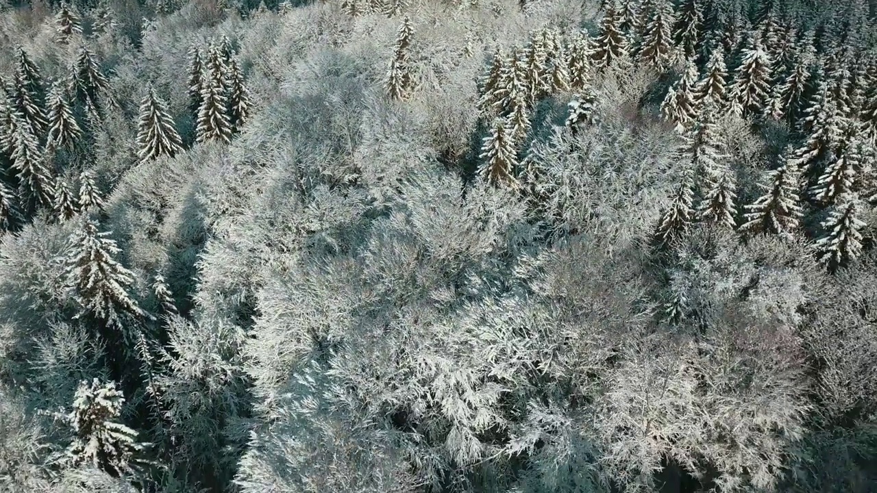 无人机拍摄白雪覆盖的树木，冬季大自然美丽的欧洲鸟瞰松林山，季节旅行白色冰封的大自然田园诗视频素材