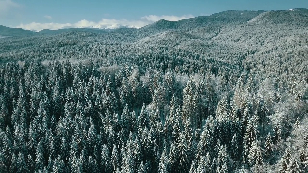 无人机拍摄白雪覆盖的树木，冬季大自然美丽的欧洲鸟瞰松林山，季节旅行白色冰封的大自然田园诗视频素材