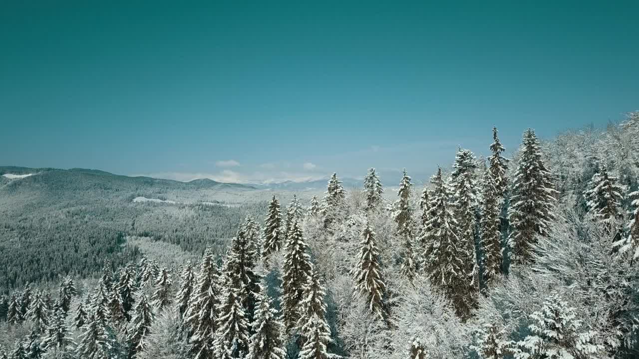 无人机拍摄白雪覆盖的树木，冬季大自然美丽的欧洲鸟瞰松林山，季节旅行白色冰封的大自然田园诗视频素材