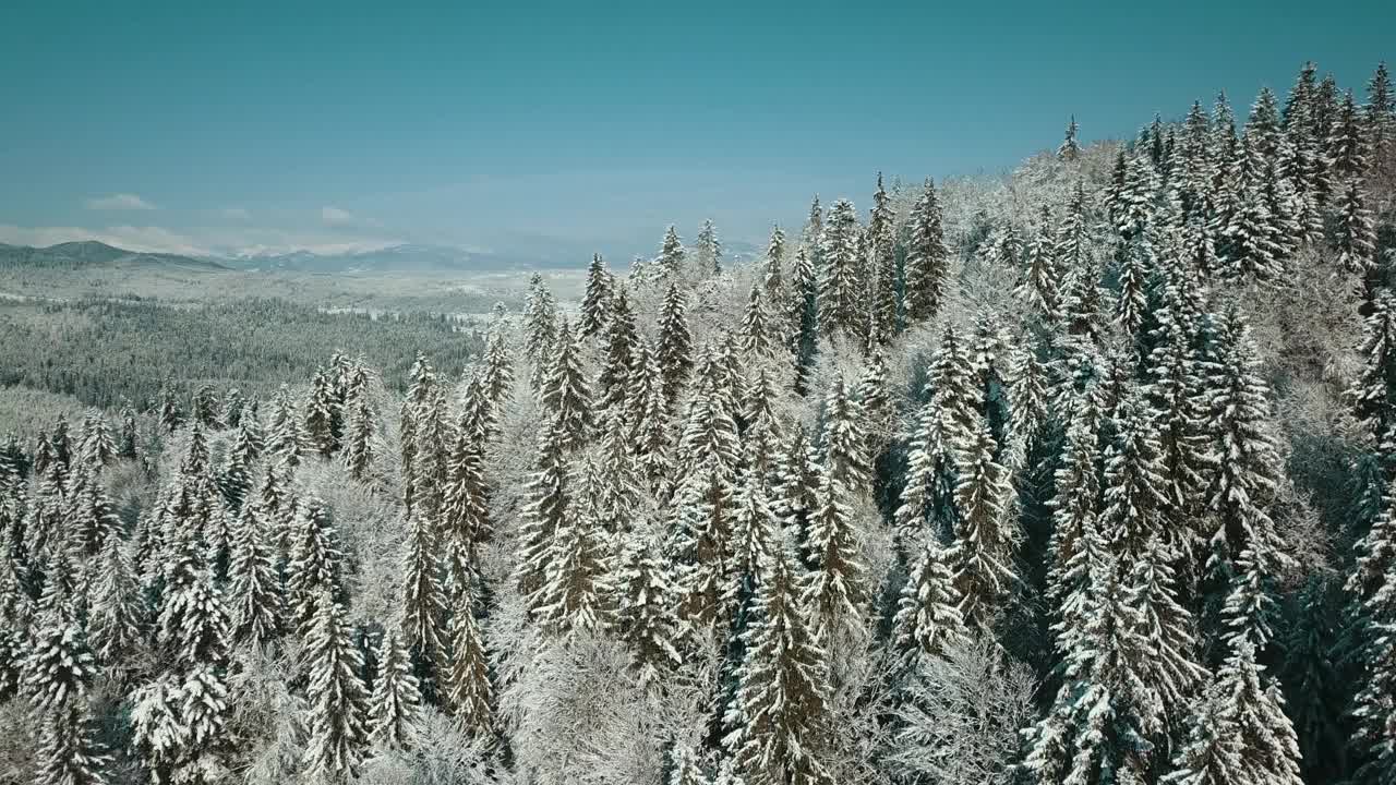 无人机拍摄白雪覆盖的树木，冬季大自然美丽的欧洲鸟瞰松林山，季节旅行白色冰封的大自然田园诗视频素材