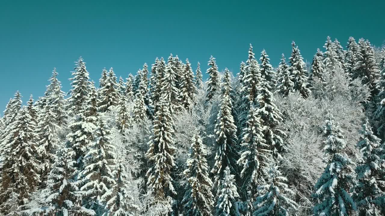 无人机拍摄白雪覆盖的树木，冬季大自然美丽的欧洲鸟瞰松林山，季节旅行白色冰封的大自然田园诗视频素材