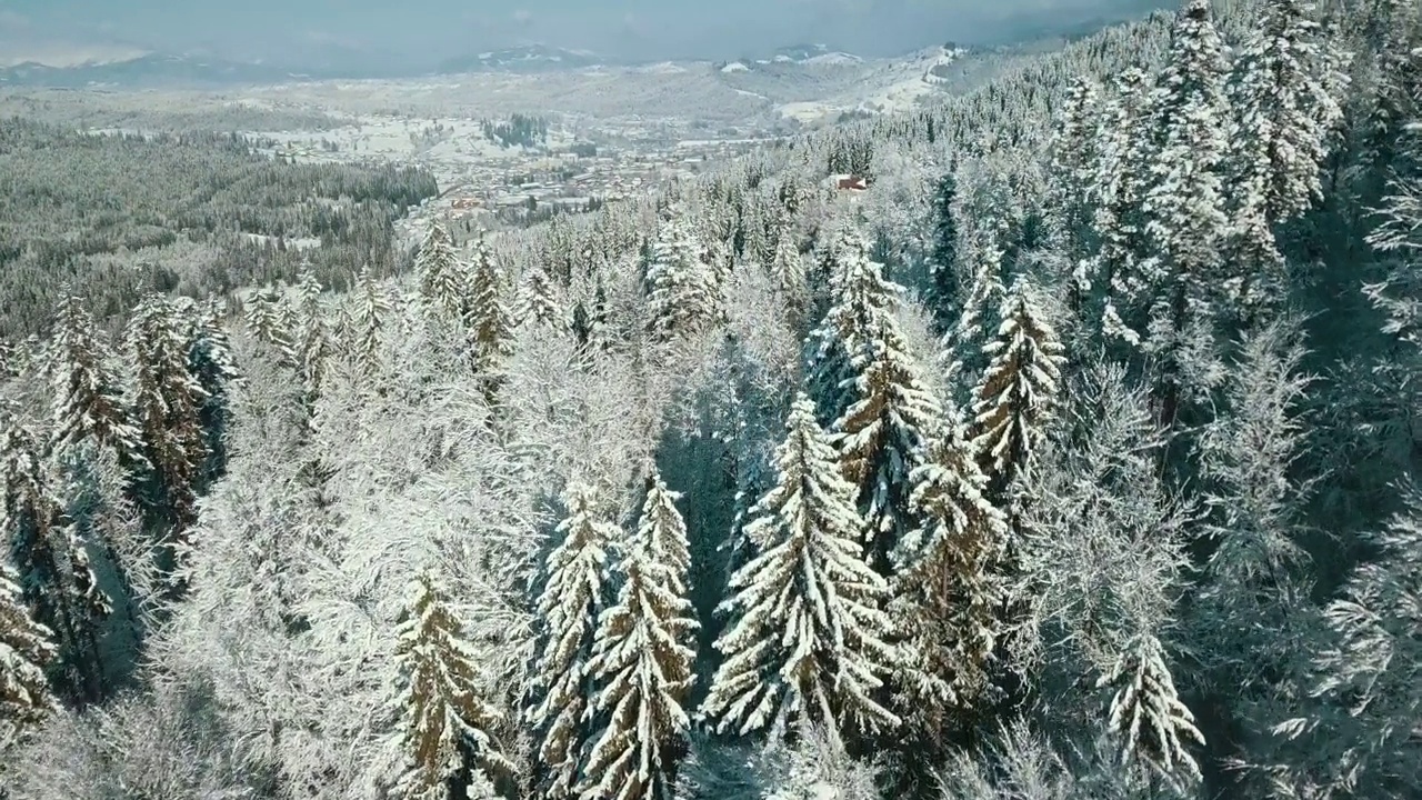 无人机拍摄白雪覆盖的树木，冬季大自然美丽的欧洲鸟瞰松林山，季节旅行白色冰封的大自然田园诗视频素材