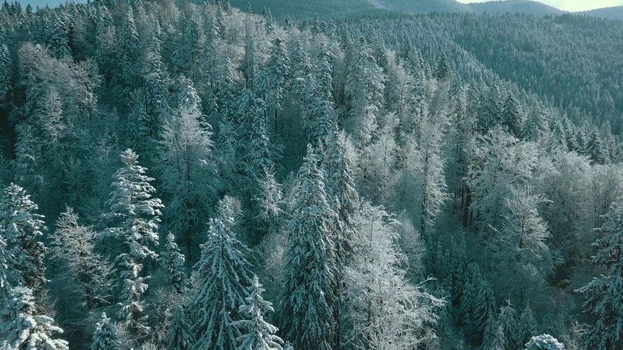 无人机拍摄白雪覆盖的树木，冬季大自然美丽的欧洲鸟瞰松林山，季节旅行白色冰封的大自然田园诗视频素材