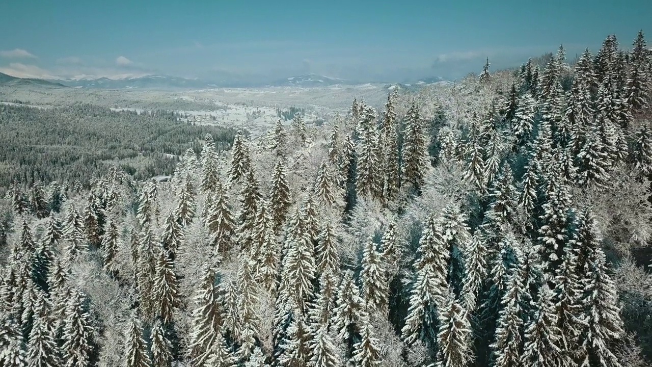 无人机拍摄白雪覆盖的树木，冬季大自然美丽的欧洲鸟瞰松林山，季节旅行白色冰封的大自然田园诗视频素材