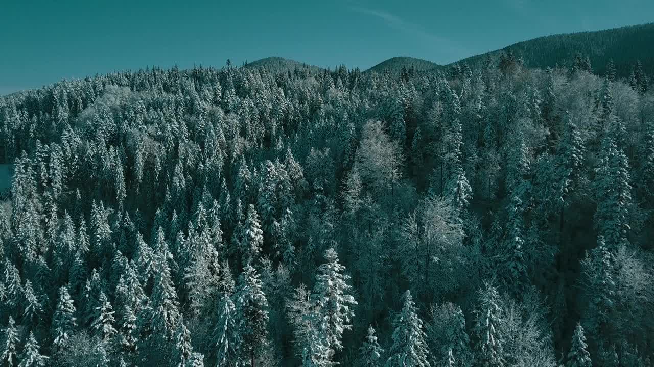 无人机拍摄白雪覆盖的树木，冬季大自然美丽的欧洲鸟瞰松林山，季节旅行白色冰封的大自然田园诗视频素材