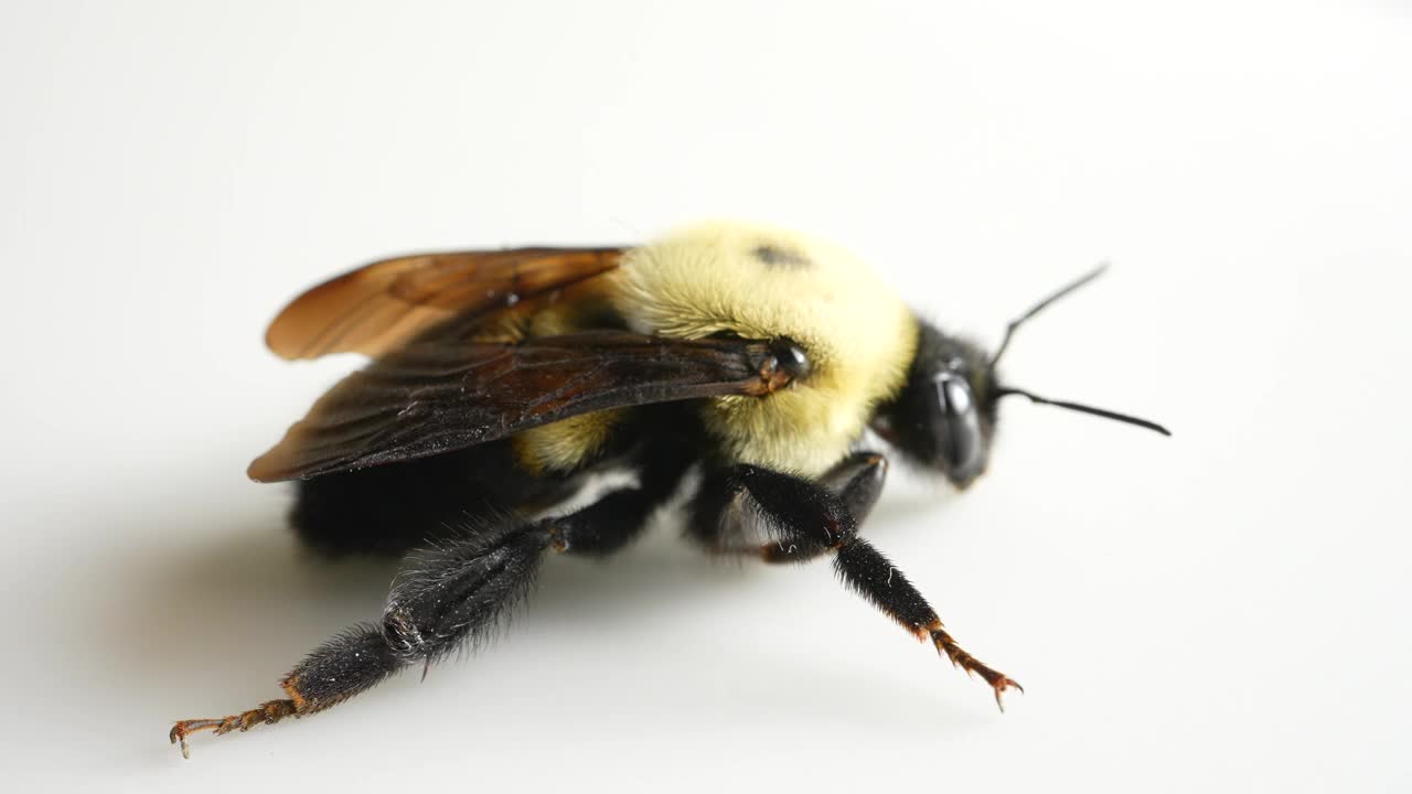 大型花园大黄蜂宏观隔离在白色背景。Bombus ruderatus。由于气候变化和开花寄主植物的模式，蜜蜂死于寒冷的春季霜冻。蜜蜂数量下降。视频素材