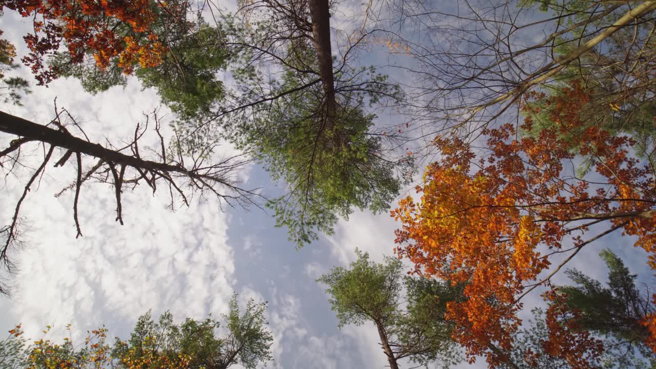 五彩缤纷的秋叶广角景。从下面缓慢旋转，在秋天的树与橙色和黄色的叶子。季节性山林。仰望平静的林地。视频素材