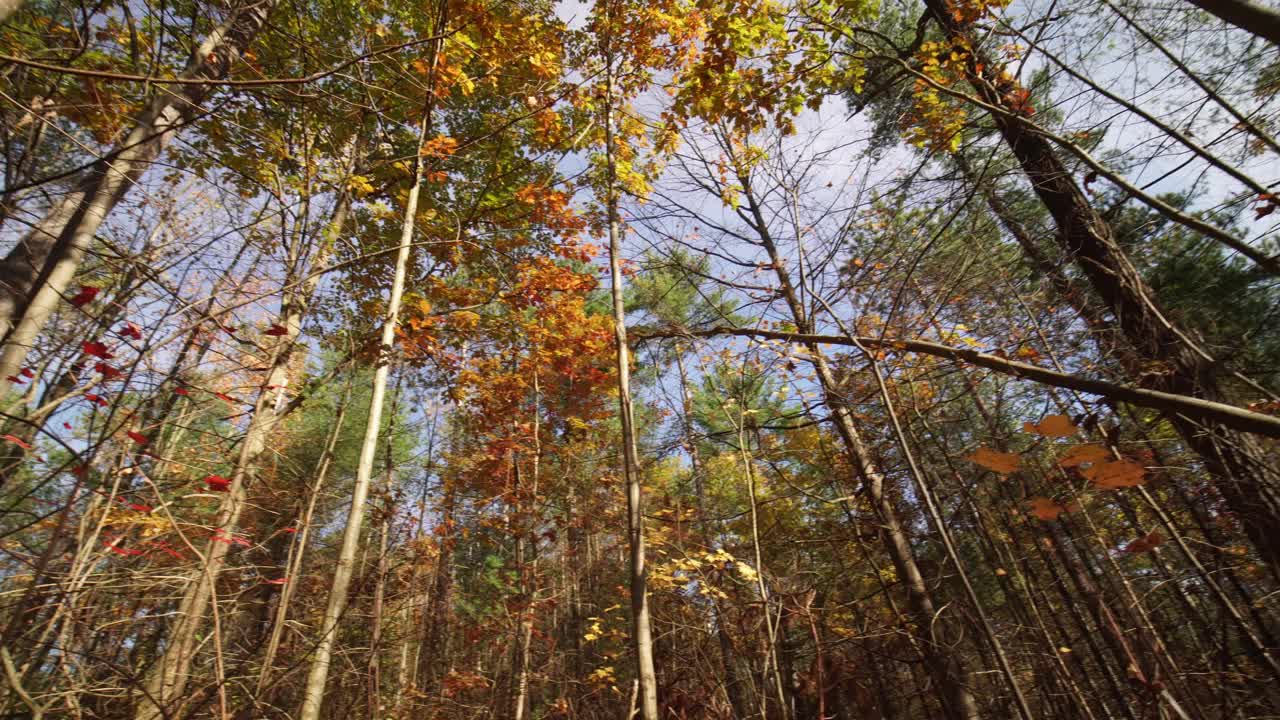 加拿大安大略省科堡镇森林的全景，秋天的颜色。史诗般的秋色。广角镜头9毫米。视频素材