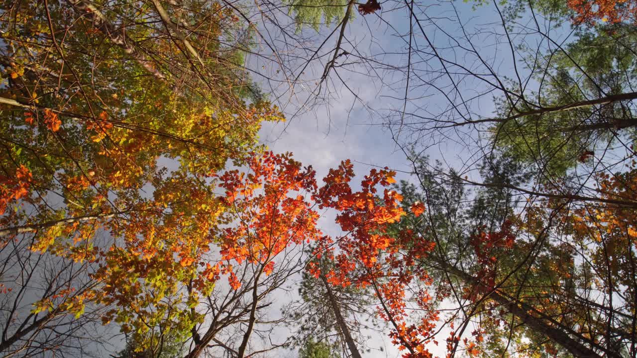 五彩缤纷的秋叶广角景。从下面缓慢旋转，在秋天的树与橙色和黄色的叶子。季节性山林。仰望平静的林地。视频素材