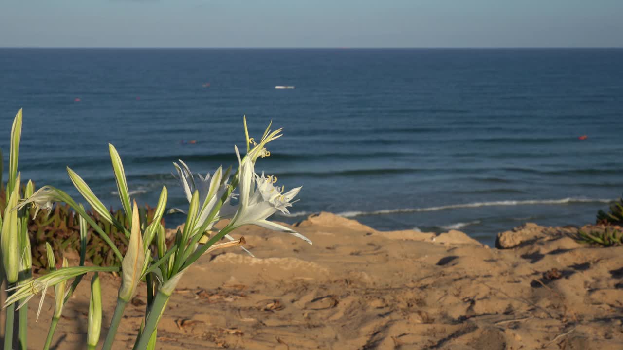 海面上的悬崖上，百合花盛开视频素材