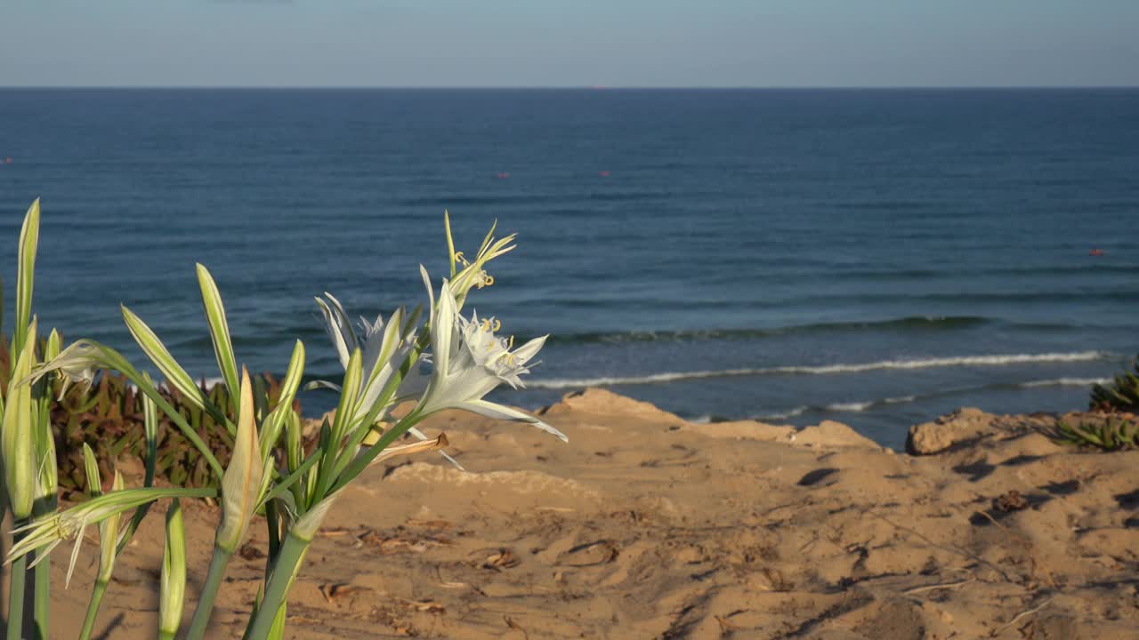 海面上的悬崖上，百合花盛开视频素材