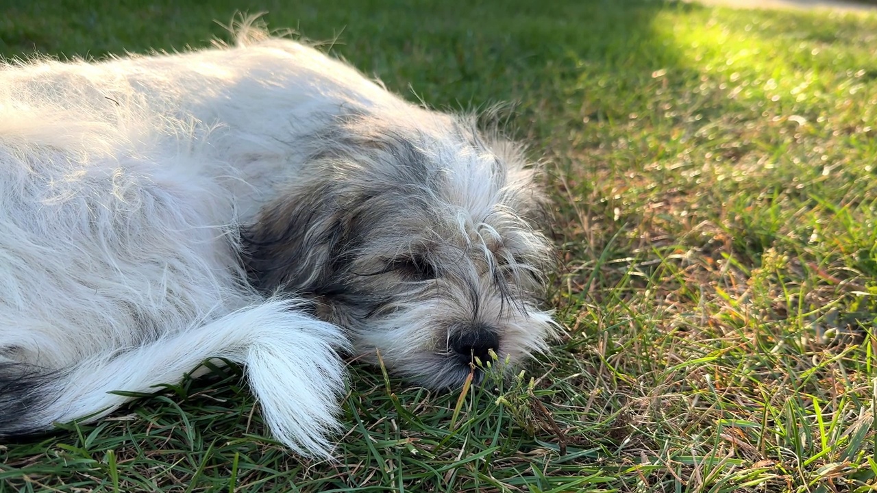 小狗在户外草地上睡觉视频下载