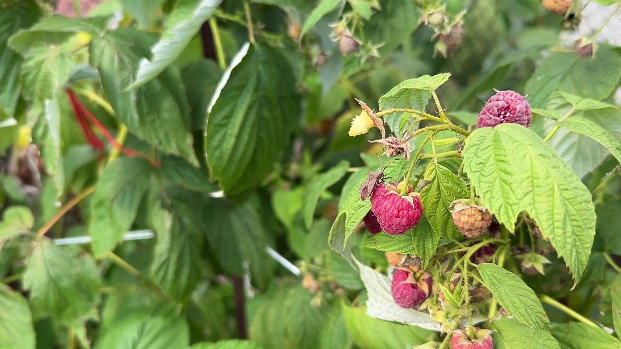 树莓上的棕色有纹的臭虫视频下载