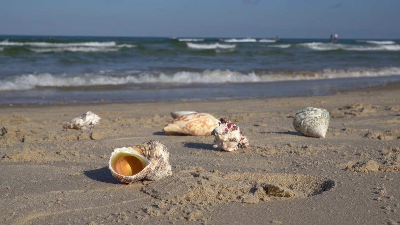 海滩上的贝壳伴着海浪视频下载