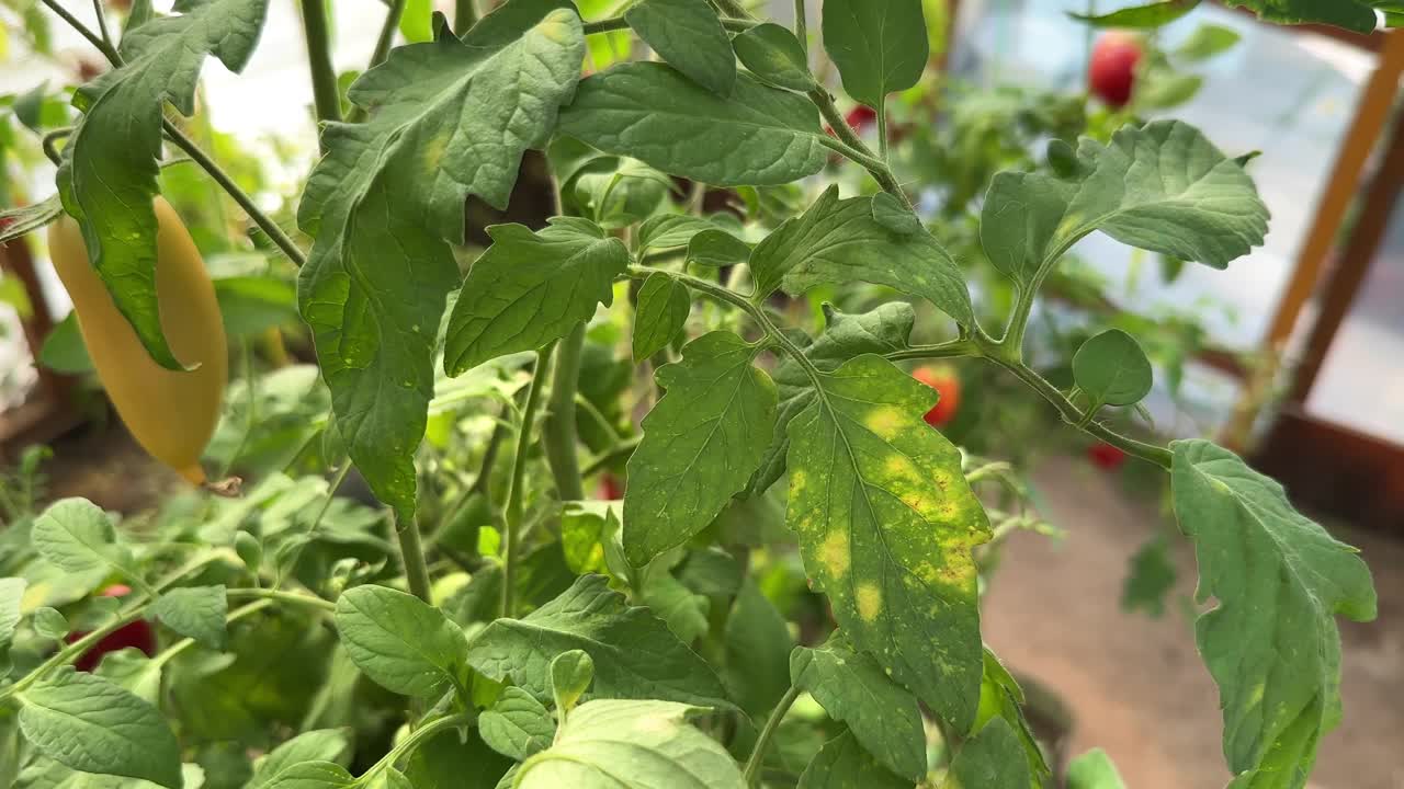 番茄叶霉病视频素材